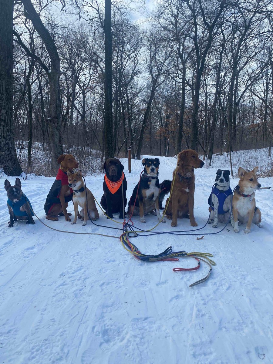 abbykruegs's tweet photo. Is covid over yet? Here's my dog with her friends if you need a pick me up https://t.co/GIskLItV8h