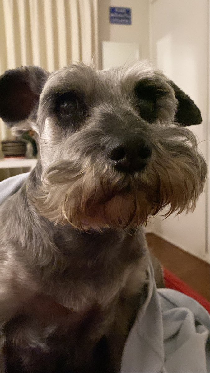 Le_Gabicci's tweet photo. Hoy en una reunión de trabajo una investigadora sacó el tema de Mercurio retrógrado y yo me reí, pero se me acabó la risa cuando en la tarde me dijeron que tenían que operar de emergencia a mi Hannita Bebé de su vesícula.
#SendAbrazos a mi viejita loca y a mi. 🥺 https://t.co/wlV5EnjNUq