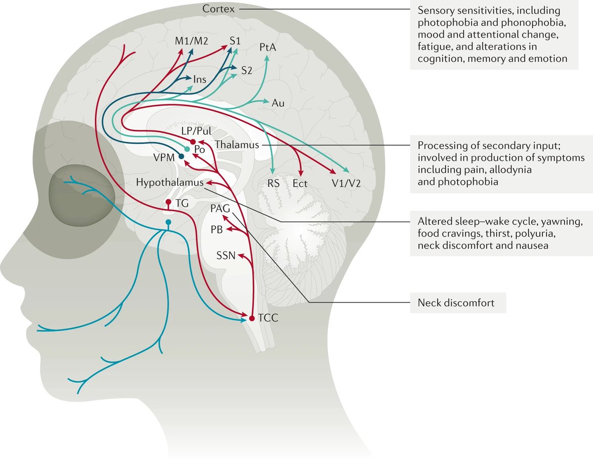 MedClubPage's tweet photo. #MedicinsInterna #Neurología 
La vía trigeminovascular: sustrato anatómico y fisiológico para la migraña. https://t.co/fEzy8LWrtK
