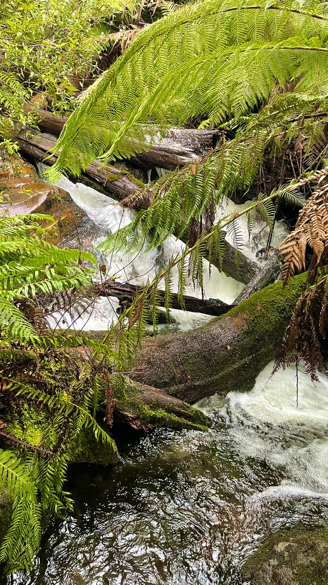 sjturn's tweet photo. Afternoon up at #fainterfalls, #alpinegetaway #alpineviews #summervibes #holidaymood #naturewalk https://t.co/Od8U1fVAJr