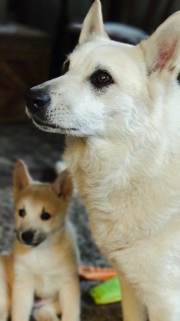 mharrypowell's tweet photo. My pets: One is no more. The other grew up. https://t.co/ET2kV2gXKS