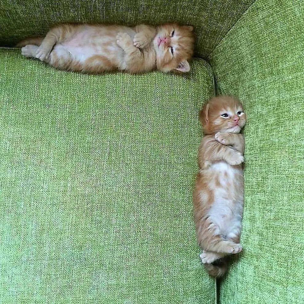 matematikselorg's tweet photo. En sevimli dik açı 🙂 https://t.co/nclW8Apwr1
