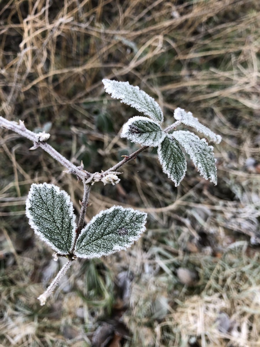 Guten Morgen ☕️🥶