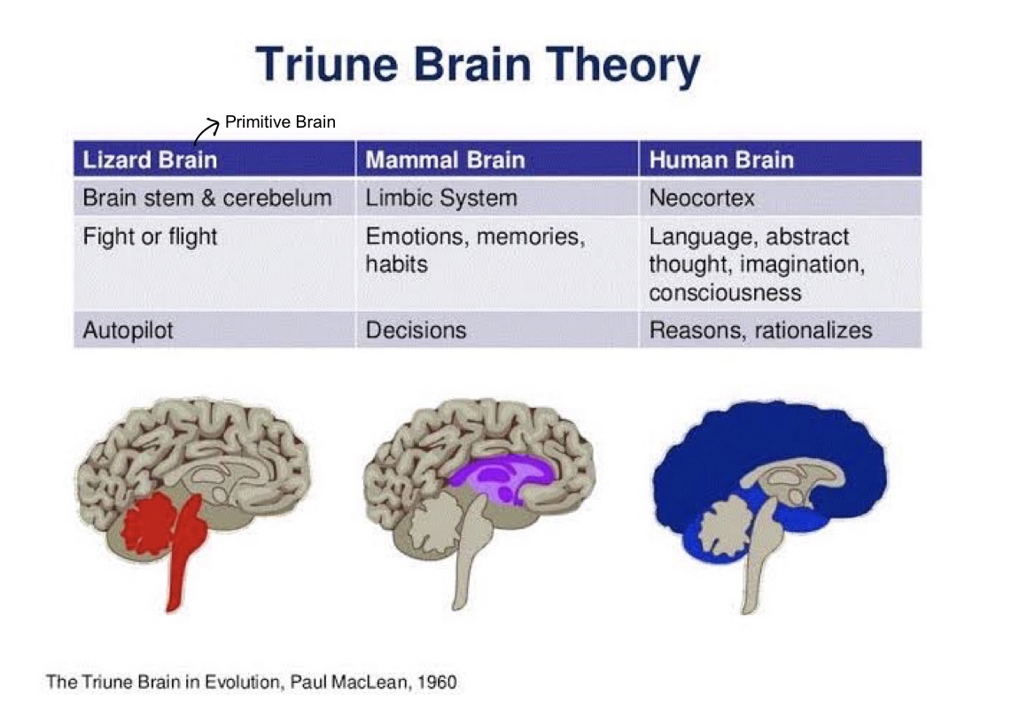 annisaprast's tweet photo. According to McLean's Triune Brain Model, the human brain is composed of other 3 smaller brain parts which are responsible for different types of functions. Successful marketing messages should be able to "talk" to all 3 parts.
#NMKTRCH #MKTINGNEURO 
@lets_NEUROmkt https://t.co/aj1oY3pc14