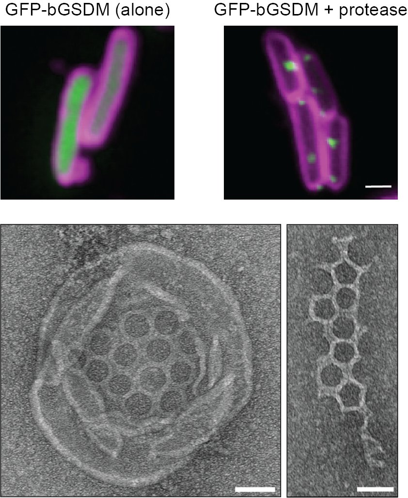 Sorek Lab tweet media