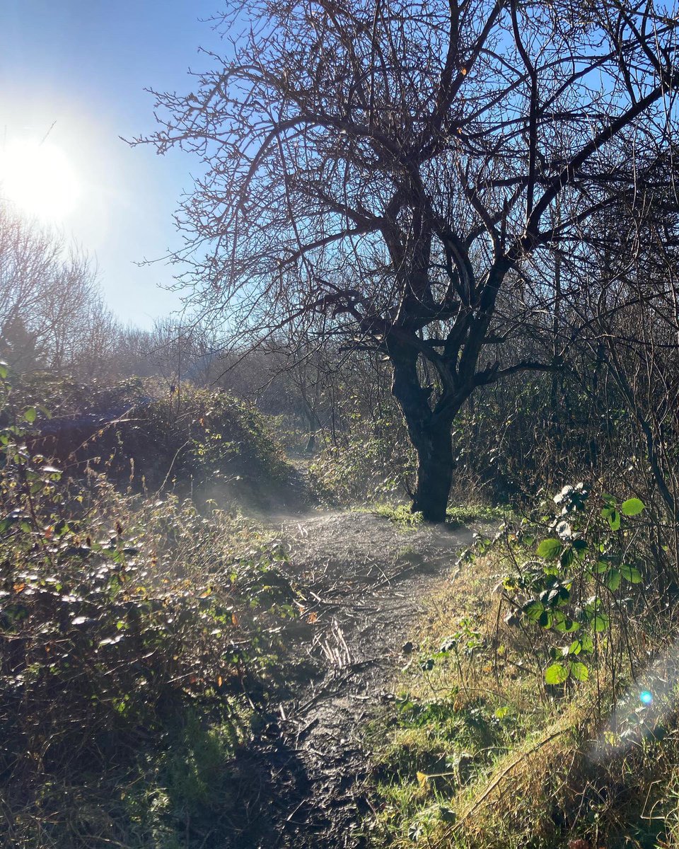 WCWCatford's tweet photo. It was a magical day fot #volunterring yesterday - crisp, frosty but sunny with the mist rising. We finished an area for some new raised beds, cleared an area for a #firecircle & planned the #foodgrowing #garden with lots of exciting #perennials #communitygardening #catford https://t.co/37TxjdZzbV