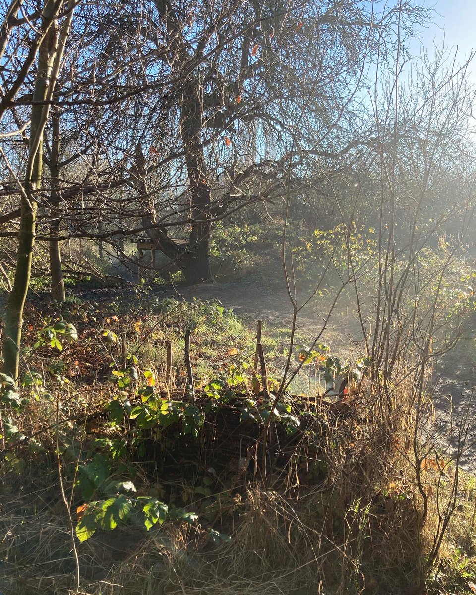 WCWCatford's tweet photo. It was a magical day fot #volunterring yesterday - crisp, frosty but sunny with the mist rising. We finished an area for some new raised beds, cleared an area for a #firecircle & planned the #foodgrowing #garden with lots of exciting #perennials #communitygardening #catford https://t.co/37TxjdZzbV