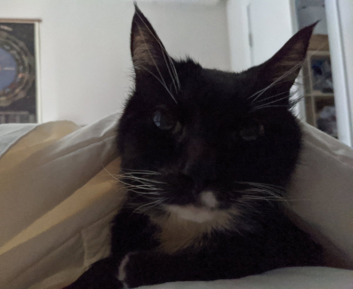 MilesLevy5's tweet photo. Waiting outside the animal hospital, my 17 year old special needs kitty is having a blood clot pass. Very nervous but remain hopeful thay he pulls through tonight. https://t.co/ZiFLHwUODY