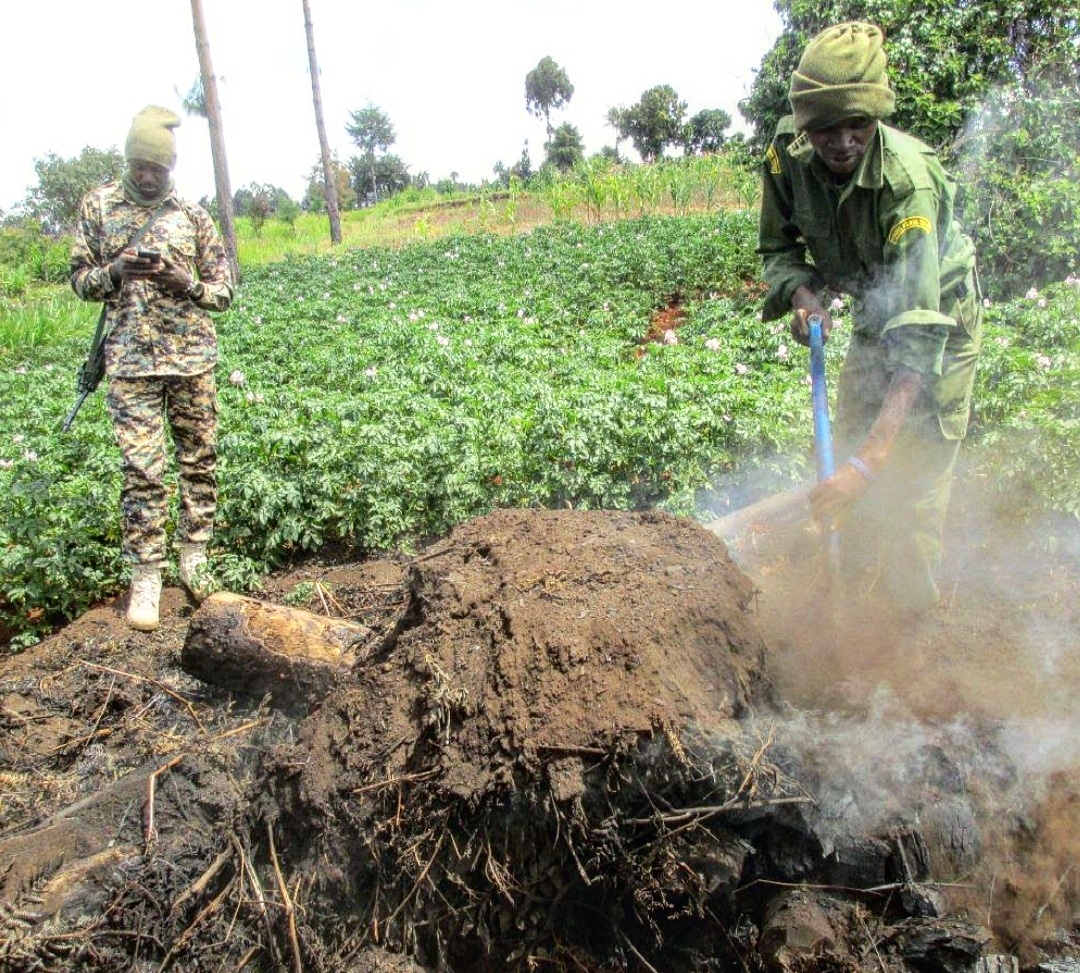 mountkenyatrust's tweet photo. #MountKenyaTrust rangers destroying charcoal kilns found in the Mt. Kenya forest. Clearing forests has knock-on effects on ecosystem functioning and resilience is reduced.

#deforestation #charcoalburning #forestconservation #StopDeforestation #saveourforests #saveourtrees https://t.co/FslnoRLplz