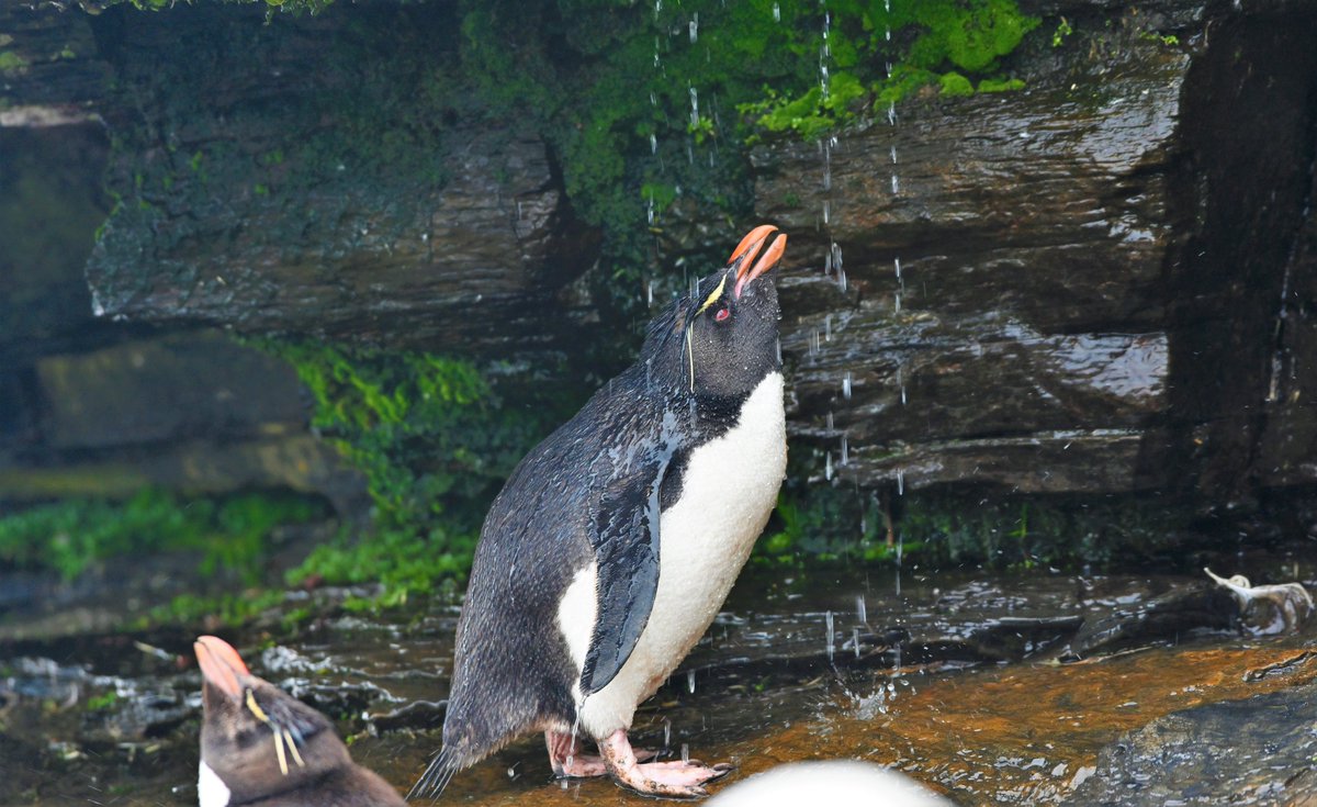 kelper60's tweet image. #Rockhopper #powershower #saundersisland #falklandislands #penguinlife #penguinlover #Penguins #wildlife