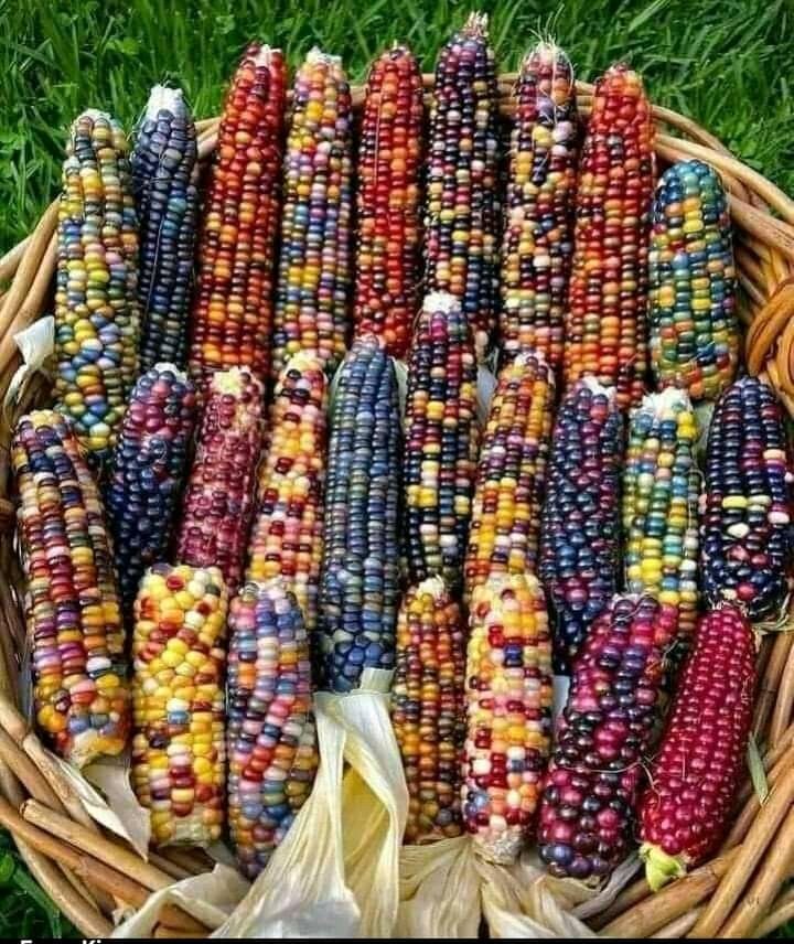 Do you still have access to our African #Traditionalmaize or not?
Very visit the food basket of Northern Uganda and get varieties of  African Traditional food @Zombo district in Uganda