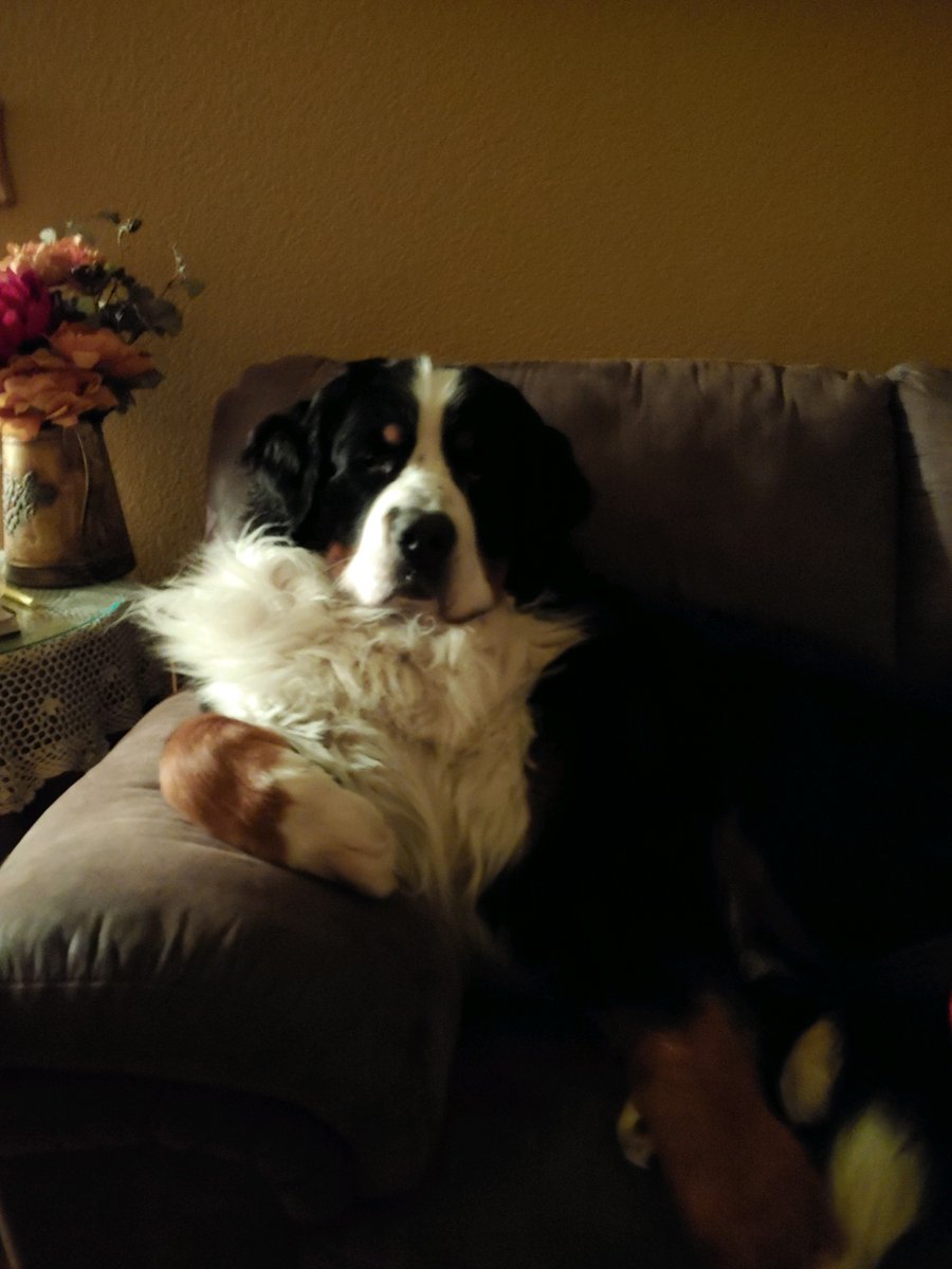 Cate_n_Alaska's tweet photo. Tonight I am thankful for my Berner. Not sure he knows he is a dog. He is as happy as I am to have company while every one else sleeps. #studybuddy #gradschoolallnighters https://t.co/5MGxYgE0xy