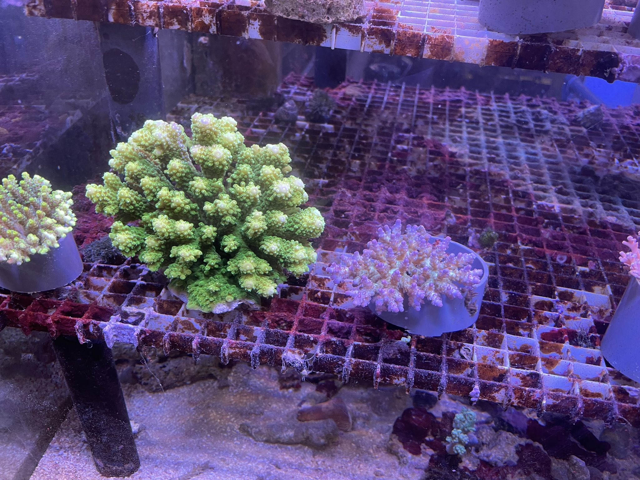 ベッセル ｖｅｓｓｅｌ 海水魚 サンゴ 専門店 14日 金 入荷情報 ヒレジャコxxl シラナミガイ各色 ミドリイシ ナグラ カタトサカ ヤナギカタトサカ キクメイシ マルハナガタ各色 ウミキノコ ハナガササンゴ ナガレハナサンゴ バブルディスク