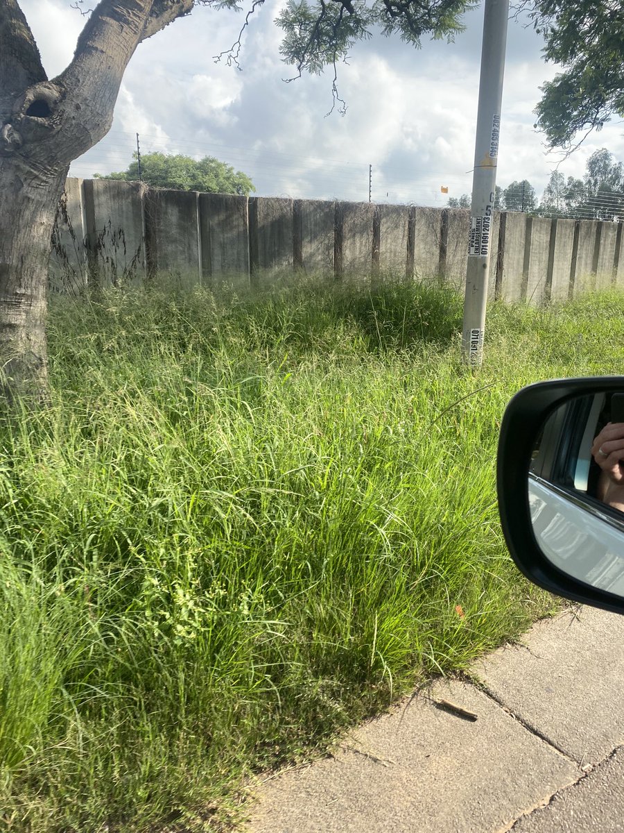 ⁦<a href="/CityTshwane/">City of Tshwane</a>⁩ soutpansberg road is growing a Forrest. Please cut grass #keepptabeautiful