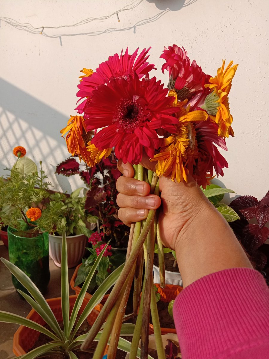 PoojaTi22242424's tweet photo. Botanical name::Gerbera jamesonii
Family ::Asteraceae 🌻🌻🌻
#GerberaDaisy bouquet💐💐💐
💚🧡💛❤
#Ornamental flowers🌿🌿🌿☘️☘️
#Capitulum Inflorescence https://t.co/kP6678h2KZ