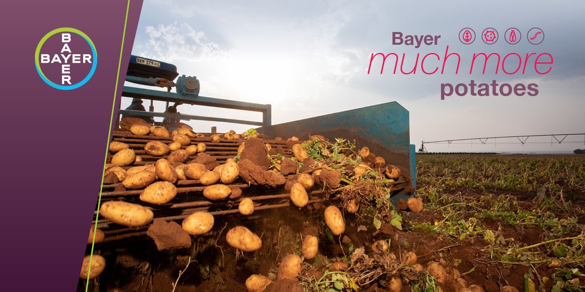 Ons almal wil die beste vir ons boerdery hê. Dit is waarom Bayer se Much More Potatoes-aanbod jou help om jou aartappelgewasse ’n kompeterende voordeel te gee wanneer dit kom by beskerming teen siektes en peste.