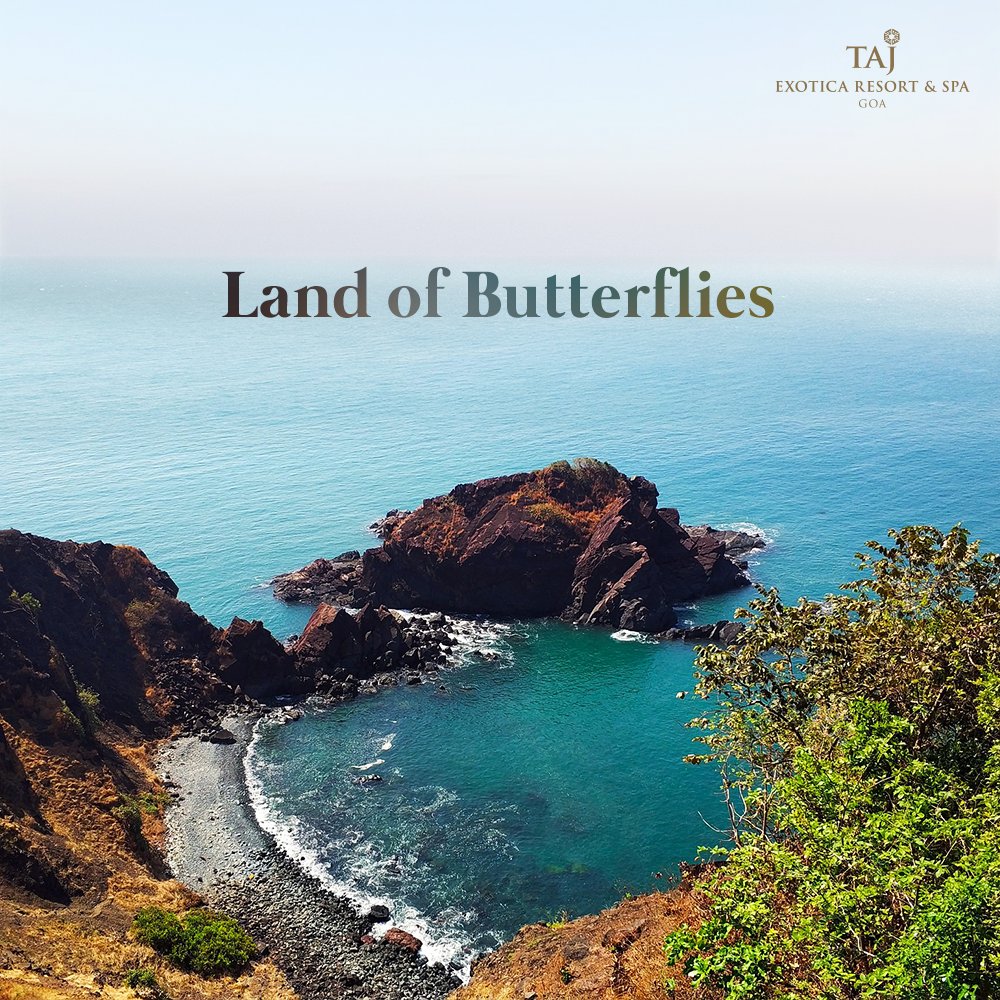 Tajexoticagoa's tweet photo. Hundreds of exotic species of butterflies, aquatic life, and crustaceans await you on the hidden Butterfly Beach. Ditch the schedule and spend a day hiking through its secluded coast as you immerse yourself in a truly magical experience.
#Butterflybeach #KnowYourGoa https://t.co/cLCTliCXg9