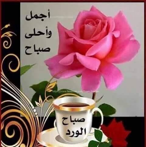 ahmefmoustafa2's tweet photo. @003kong https://t.co/Ez0JEJRbu7