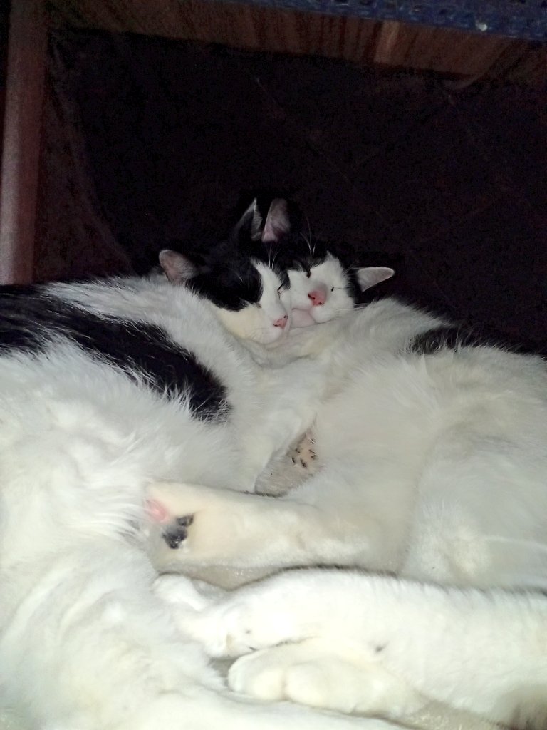 こたつの中見たら仲良ししてた 