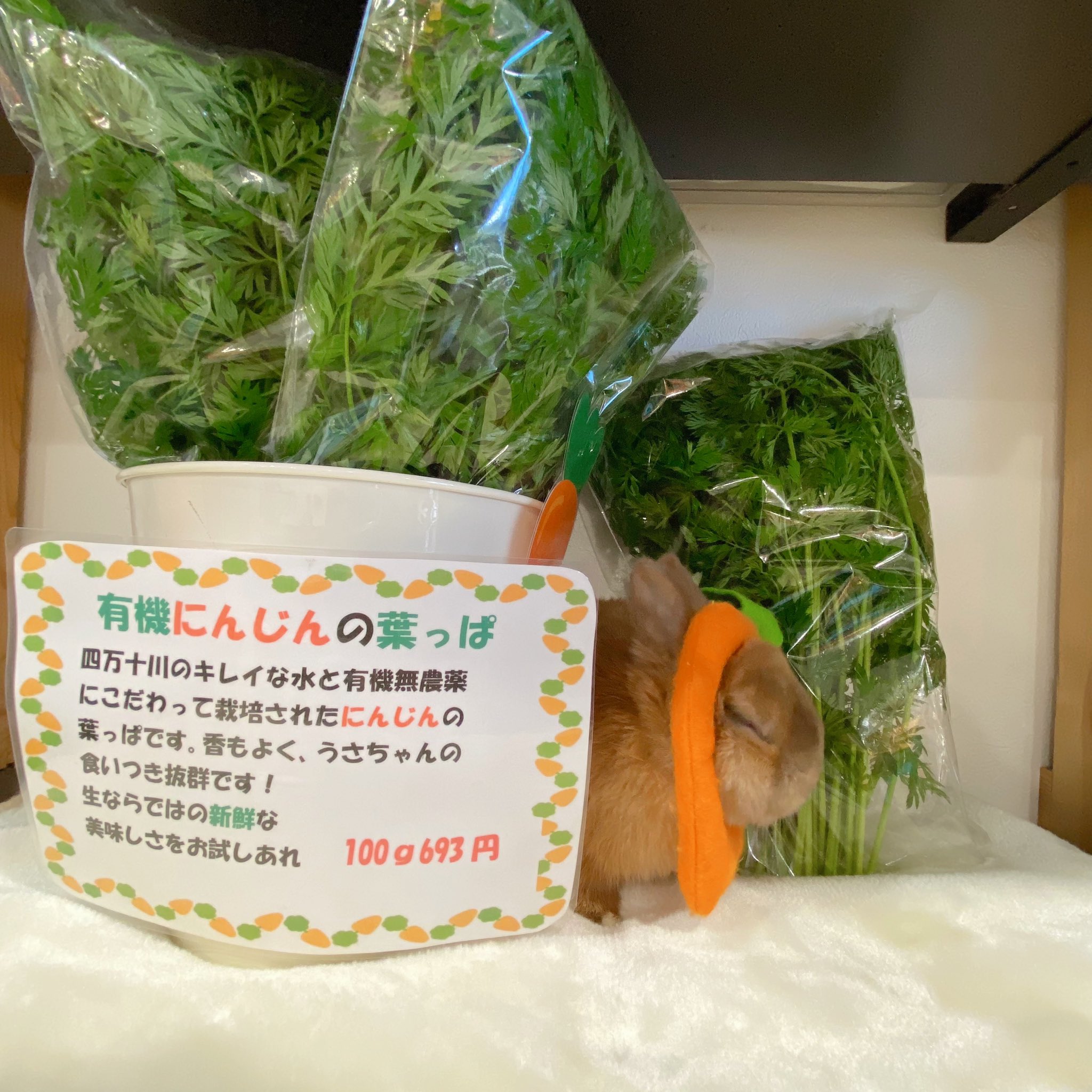 人参葉 にんじんの葉っぱ 人参の葉 野菜 葉 小動物ちゃんの