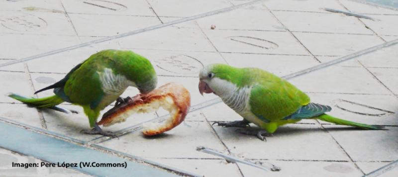 AV_HIGIA's tweet photo. 🦜 Cotorras invasoras, conocer los cambios en sus hábitos alimentarios para controlarlas mejor
+INFO 👉🏼 https://t.co/ptBDwe9xfJ #ControldePlagas 

✅ Desde HIGIA IBÉRICA os asesoramos en materia de #controldeaves: https://t.co/8FeoG7mJWa https://t.co/2JflcbpfLo