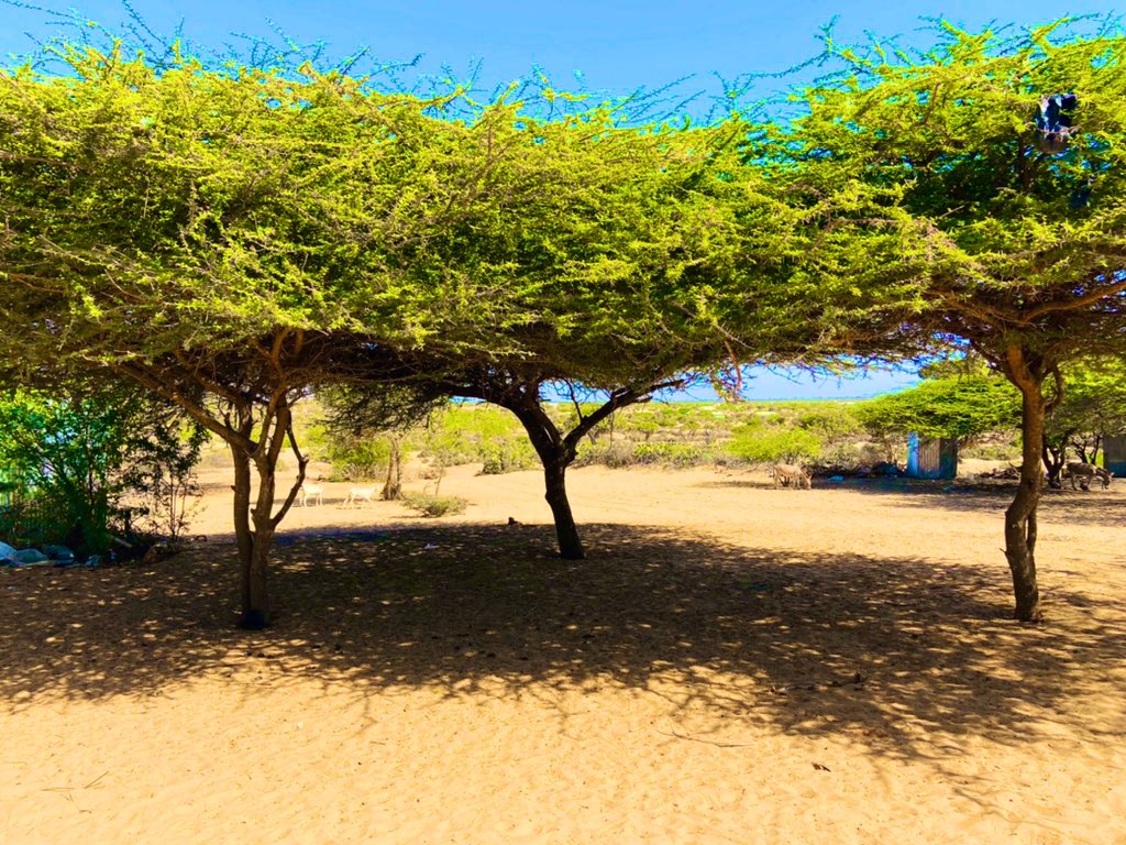 Abdirahmnshurie's tweet photo. Acacia tortilis is an N fixing species, providing:-
Soil improvement
Erosion control
Shelter
Protection of local biodiversity
#middle_shabelle
📸 @SHURI https://t.co/aPOXvABxdB