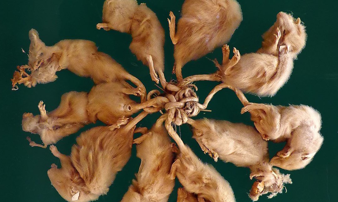 мышиный король в природе живой. крысиный король ставрополь. мышиный крысиный король. явление крысиный король. живой крысиный король.