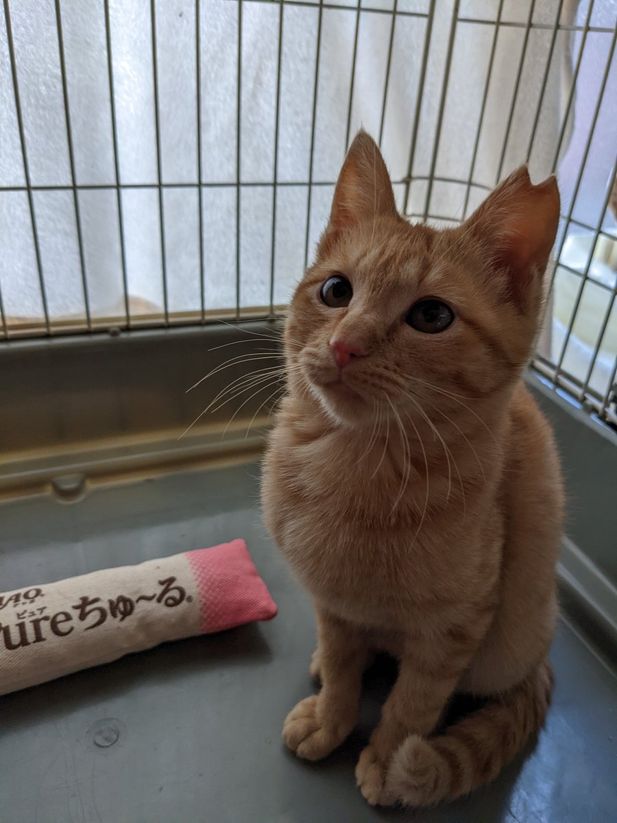 COCORINSUN's tweet photo. 【猫の譲渡会】
参加させて頂きます😺

日時
１月１５日(土)13時〜15時

場所
  大阪府枚方市北中振1-8-13  
黒猫ハウス様

主催
寝屋川さくら猫の会様

後援
寝屋川市

猫を触る前後は手の消毒をお願いします🙏
猫を迎えたい方来て下さい😺

#枚方市　#寝屋川市　#譲渡会 https://t.co/1iYPcgJ1yD
