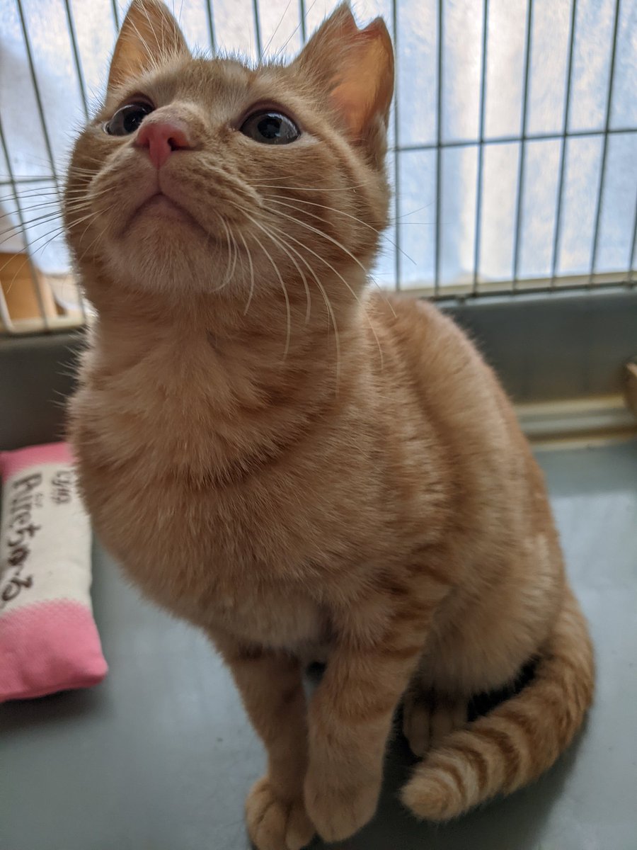COCORINSUN's tweet photo. 【猫の譲渡会】
参加させて頂きます😺

日時
１月１５日(土)13時〜15時

場所
  大阪府枚方市北中振1-8-13  
黒猫ハウス様

主催
寝屋川さくら猫の会様

後援
寝屋川市

猫を触る前後は手の消毒をお願いします🙏
猫を迎えたい方来て下さい😺

#枚方市　#寝屋川市　#譲渡会 https://t.co/1iYPcgJ1yD