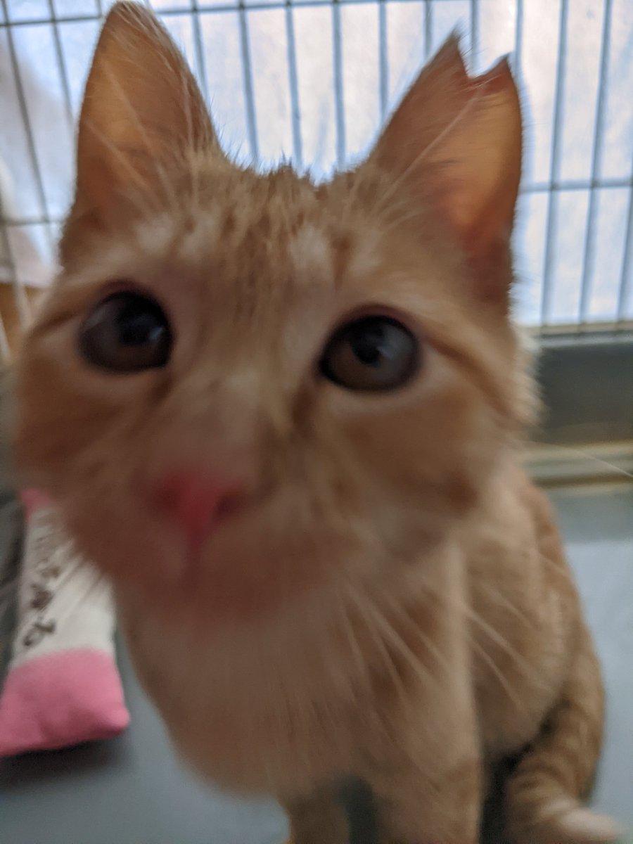 COCORINSUN's tweet photo. 【猫の譲渡会】
参加させて頂きます😺

日時
１月１５日(土)13時〜15時

場所
  大阪府枚方市北中振1-8-13  
黒猫ハウス様

主催
寝屋川さくら猫の会様

後援
寝屋川市

猫を触る前後は手の消毒をお願いします🙏
猫を迎えたい方来て下さい😺

#枚方市　#寝屋川市　#譲渡会 https://t.co/1iYPcgJ1yD