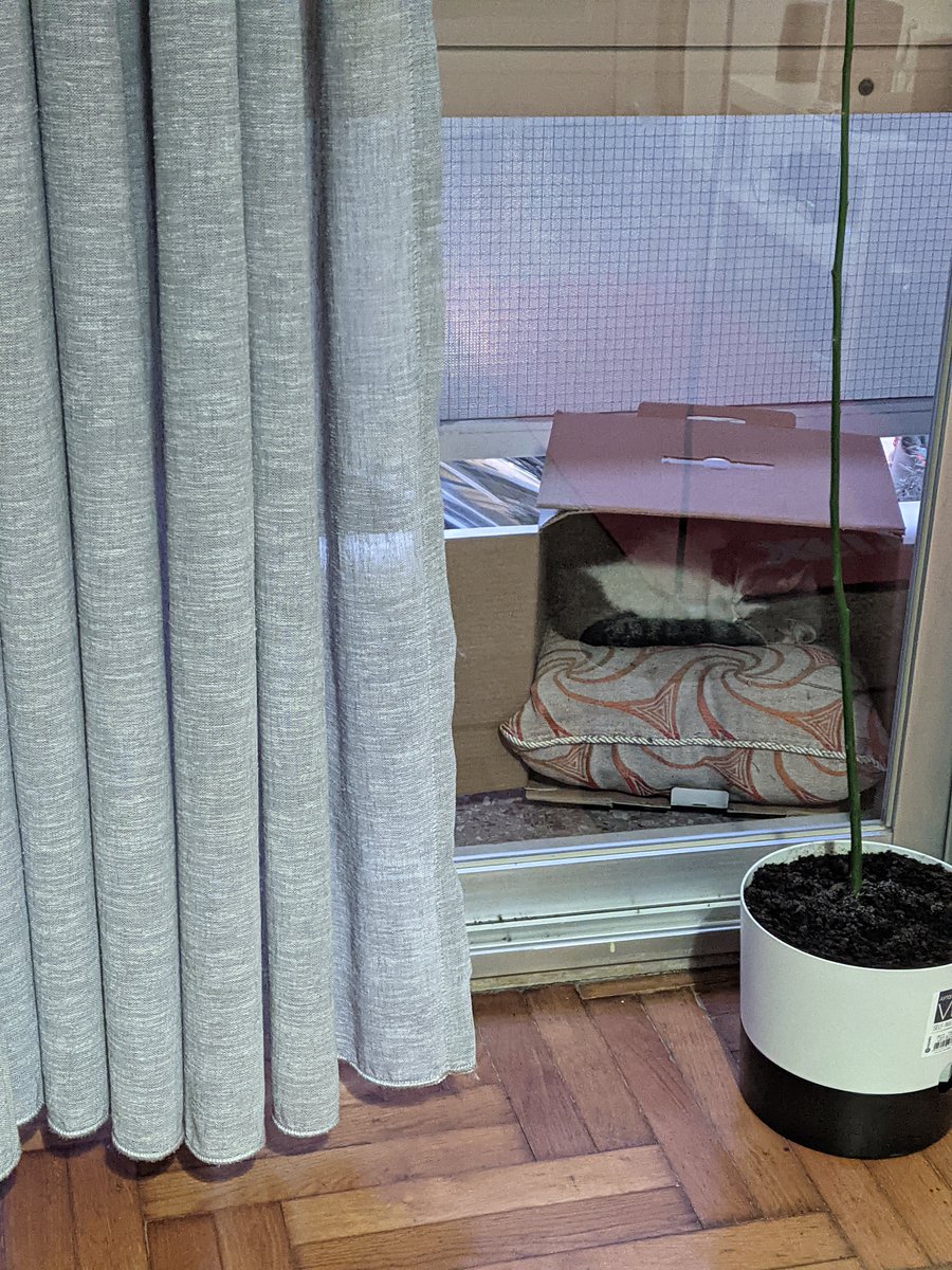 cool_myll's tweet photo. How to set a cat as your background.
1. Get a pillow
2. Get a box
3. Some food
Now you have a cat as a background. https://t.co/IqZbcgQEpM