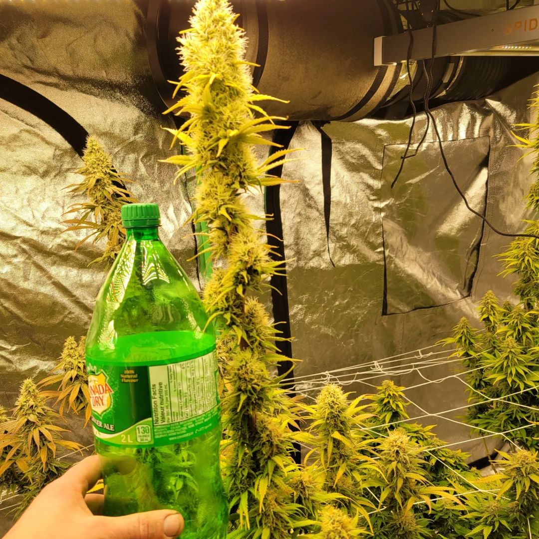 spliffseeds's tweet photo. Day 42 of 12/12 in here. I smell the finish line
📸:@bignategrows 
💡:#Spiderfarmer 
🌷:#PurpleBerryKush #spliffcheese #LemonCreamKush
👨🌾:#spliffseeds
🌍:https://t.co/BAE4KJNJeZ https://t.co/ZBK0x7ZP2R