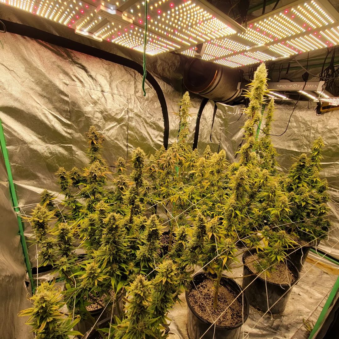 spliffseeds's tweet photo. Day 42 of 12/12 in here. I smell the finish line
📸:@bignategrows 
💡:#Spiderfarmer 
🌷:#PurpleBerryKush #spliffcheese #LemonCreamKush
👨🌾:#spliffseeds
🌍:https://t.co/BAE4KJNJeZ https://t.co/ZBK0x7ZP2R