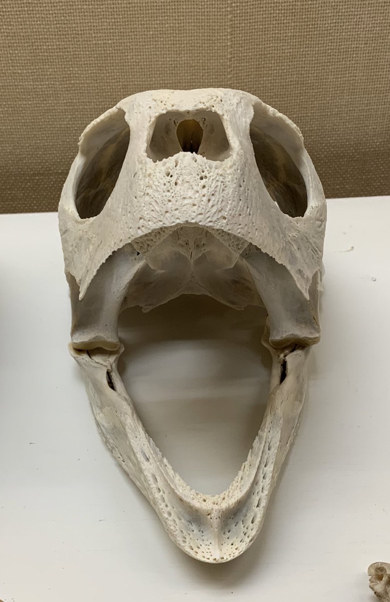 アカウミガメの頭骨、頸椎、クチバシ ウミガメの頭骨・頸椎他 - メルカリ