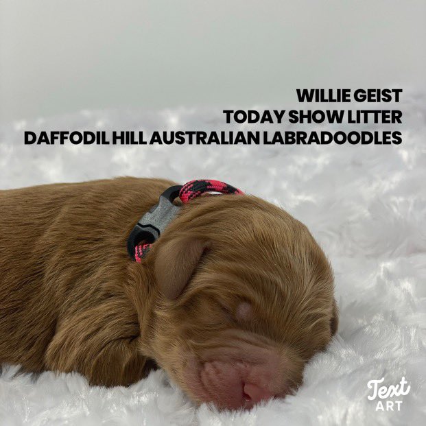 msprinkle3's tweet photo. @TODAYshow @HodaAndJenna @hodakotb @alroker here are a few more of the Daffodil Hills Today Show litter. https://t.co/QAZW8TrcLT