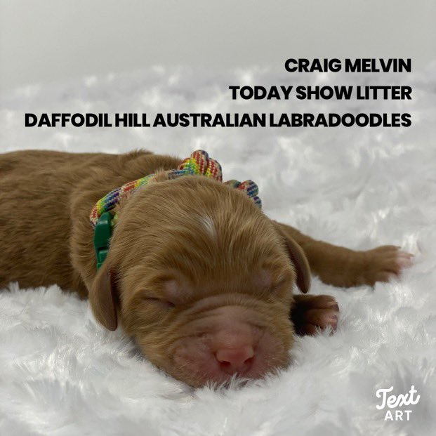 msprinkle3's tweet photo. @TODAYshow @HodaAndJenna @hodakotb @alroker here are a few more of the Daffodil Hills Today Show litter. https://t.co/QAZW8TrcLT