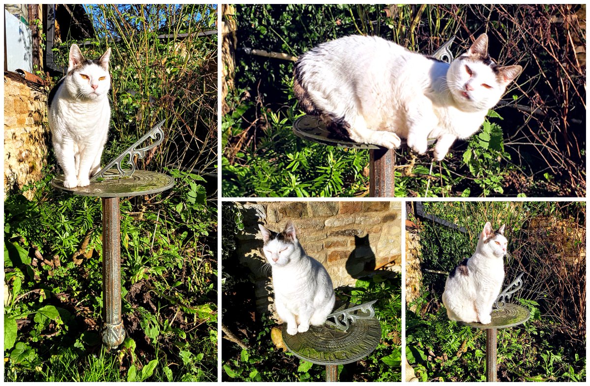 On a sunny day, what else would you do than check your sundial is properly aligned? You may need to know if it is time for treats when you are out exploring the garden.
#catsatwork #shoplocal <a href="/OldDairyFarmNN7/">Old Dairy Farm NN7</a>