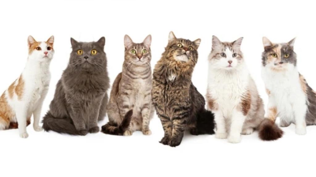 пять котят. рисуем кошку. кот 6 про. разные котята. много котят.