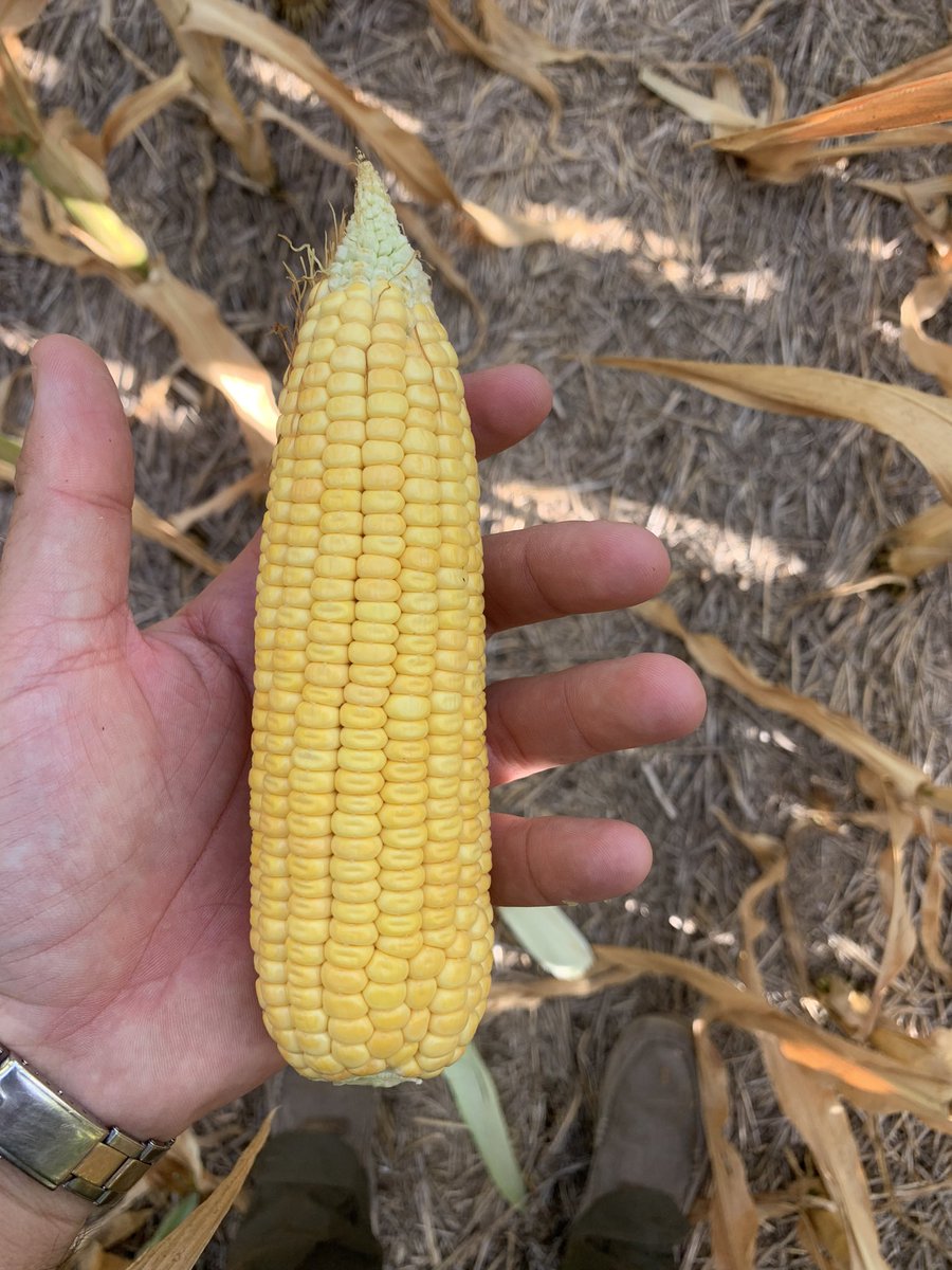 Aguantando🌽🔥. Otro año sin agua y con días consecutivos superando los 40° y baja HR. Nuevamente P1804 mostrando su ESTABILIDAD, estado fonológico R4-R5, granos sin marcar punto negro y en la mitad de su peso seco final (a tasa muy baja por falta de 💦, pero sigue llenando).