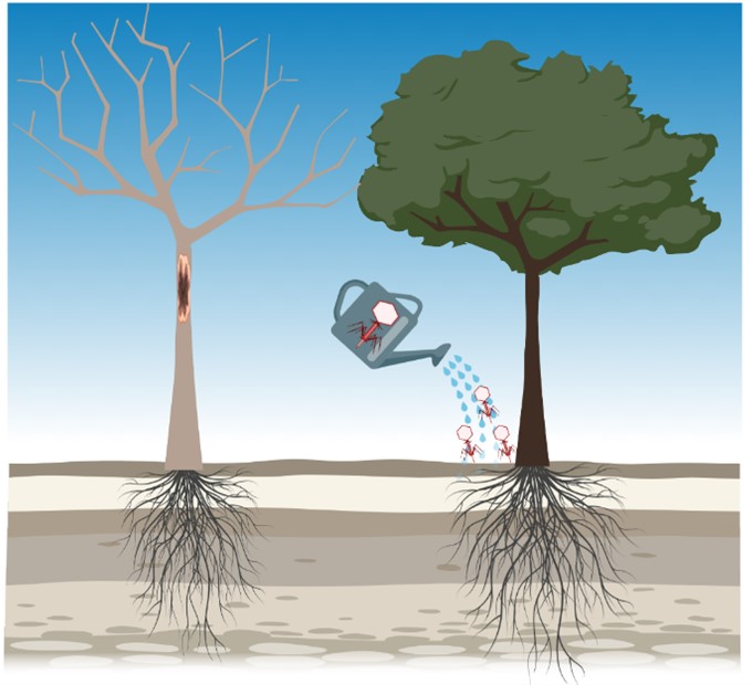 British Society for Plant Pathology (@bs_pp) on Twitter photo 🌳🌲Seeing the forest for the trees: Use of phages to treat bacterial tree diseases. 🧫💉
Read this brilliant <a href="/BSPPjournals/">Plant Pathology</a> Highlight by <a href="/MojganRabiey/">Mojgan Rabiey</a> <a href="/unibirmingham/">Uni of Birmingham</a> with <a href="/RobWJackson/">Robert Jackson</a>
#Blog #PlantPathology #PlantHealth #TreeHealth
bspp.org.uk/seeing-the-for… 🌳🌲Seeing the forest for the trees: Use of phages to treat bacterial tree diseases. 🧫💉
Read this brilliant <a href="/BSPPjournals/">Plant Pathology</a> Highlight by <a href="/MojganRabiey/">Mojgan Rabiey</a> <a href="/unibirmingham/">Uni of Birmingham</a> with <a href="/RobWJackson/">Robert Jackson</a>
#Blog #PlantPathology #PlantHealth #TreeHealth
bspp.org.uk/seeing-the-for…