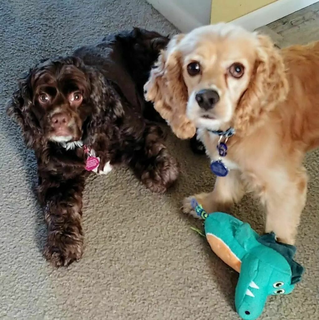 AtticandBarnTwo's tweet photo. https://t.co/eOaCueM1ZJ Toby and Maggie our sweet rescues. Welcome to the family ❤ https://t.co/0ZNN5UqZQ7