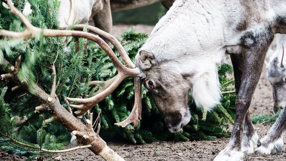 AlekseiV_'s tweet photo. В Берлинском зоопарке питомцам тоже принесли нераспроданные елки. #animals #животные #zoomcodess https://t.co/stWqHCFVji