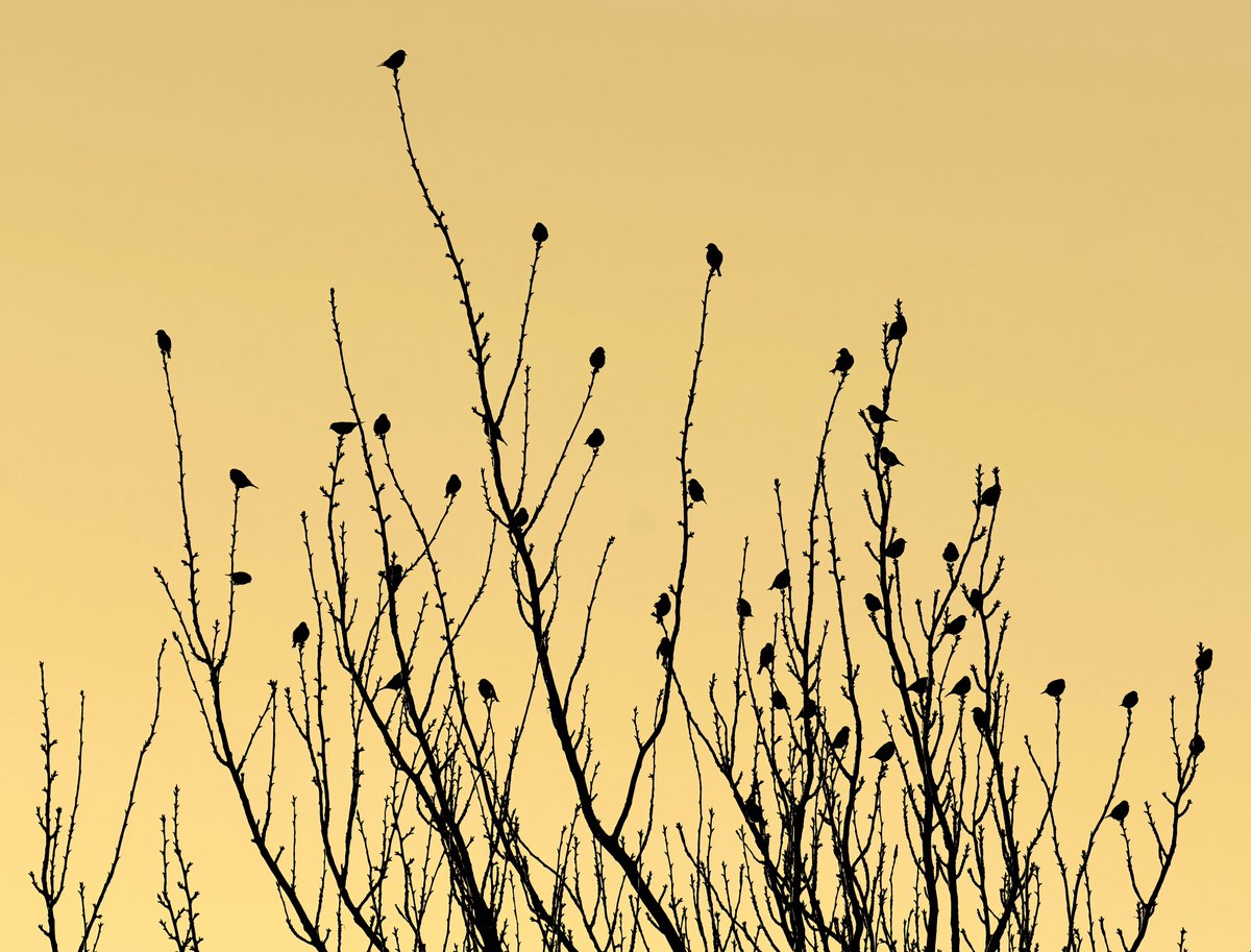 CarlBovisNature's tweet photo. Goldfinch 'leaves'... 😁
  Taken in my Somerset village a couple of evenings ago. 😊
#TwitterNatureCommunity 🐦 https://t.co/uL8NoJnW65