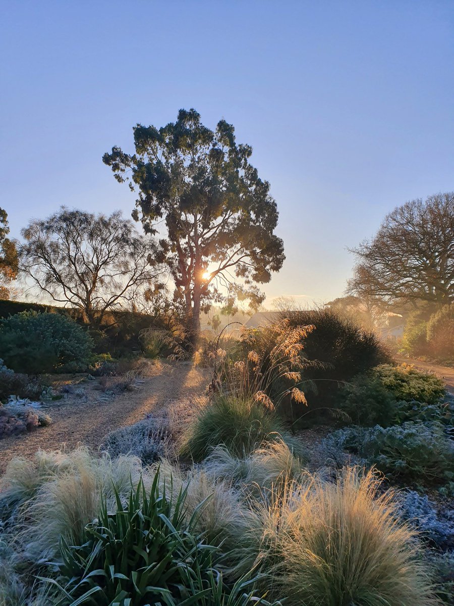 BethChattoGdns's tweet image. A beautiful frosty morning in the Gravel Garden.
#bethchattogardens #gravelgarden #winterstructure #frostymorning