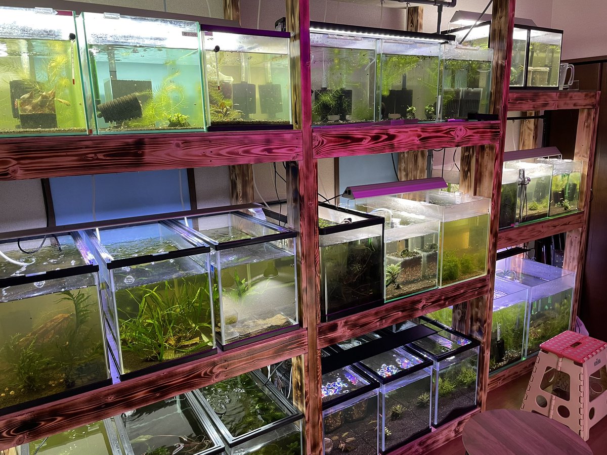 evisuke0's tweet image. それなりに完成してきたので
お部屋紹介

60R12本🦐
45R11本🦐
45C2本🦐

パルダケージ1本🐸
自作草ケージ1本🌱

湿度60〜75
温度 24.5°C

皆様のお陰で楽しく趣味やらせて頂いております🙇‍♂️
新しくの方も、いつもお世話になっている方もこれからもよろしくお願いします🥺