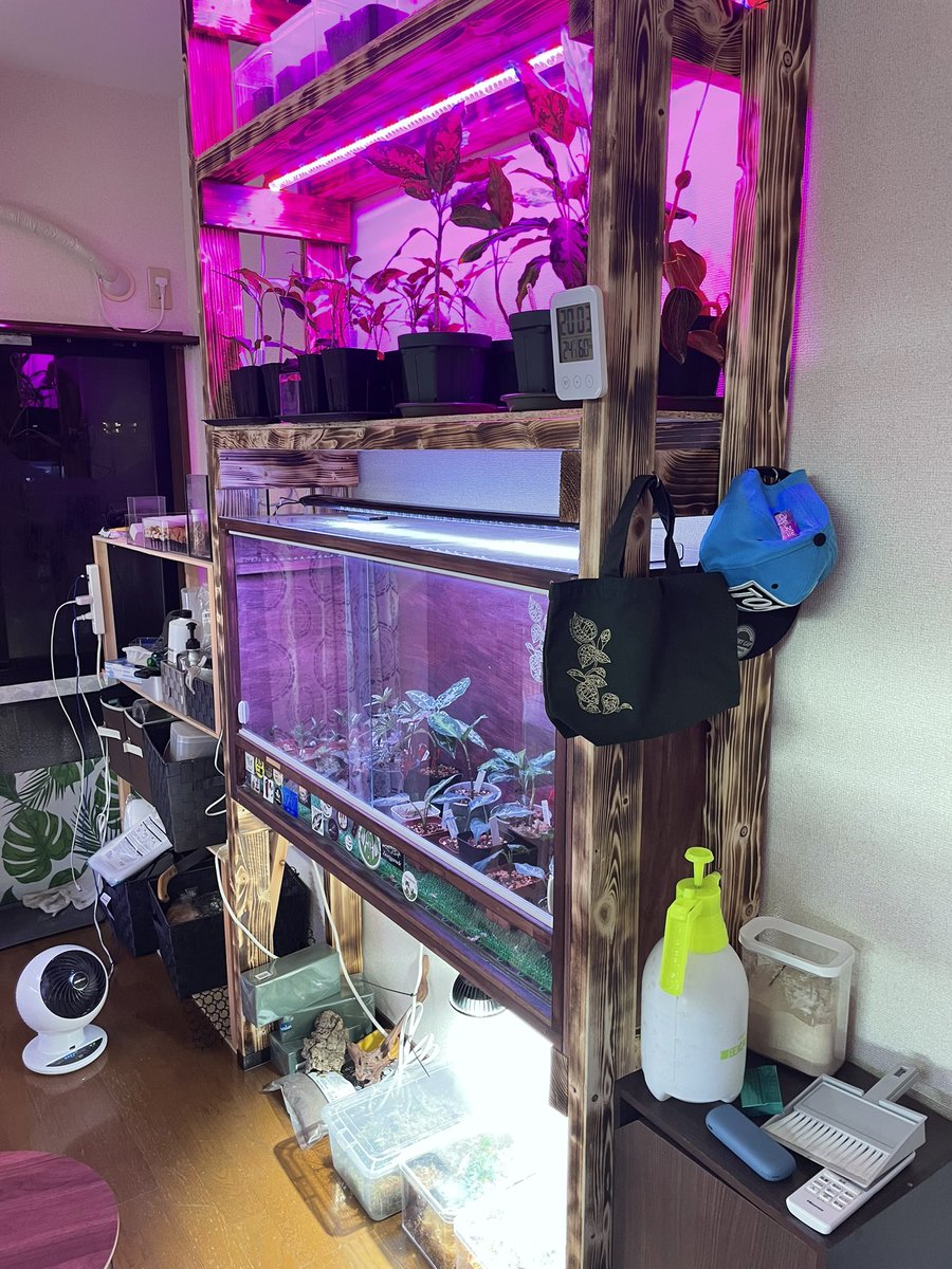 evisuke0's tweet image. それなりに完成してきたので
お部屋紹介

60R12本🦐
45R11本🦐
45C2本🦐

パルダケージ1本🐸
自作草ケージ1本🌱

湿度60〜75
温度 24.5°C

皆様のお陰で楽しく趣味やらせて頂いております🙇‍♂️
新しくの方も、いつもお世話になっている方もこれからもよろしくお願いします🥺