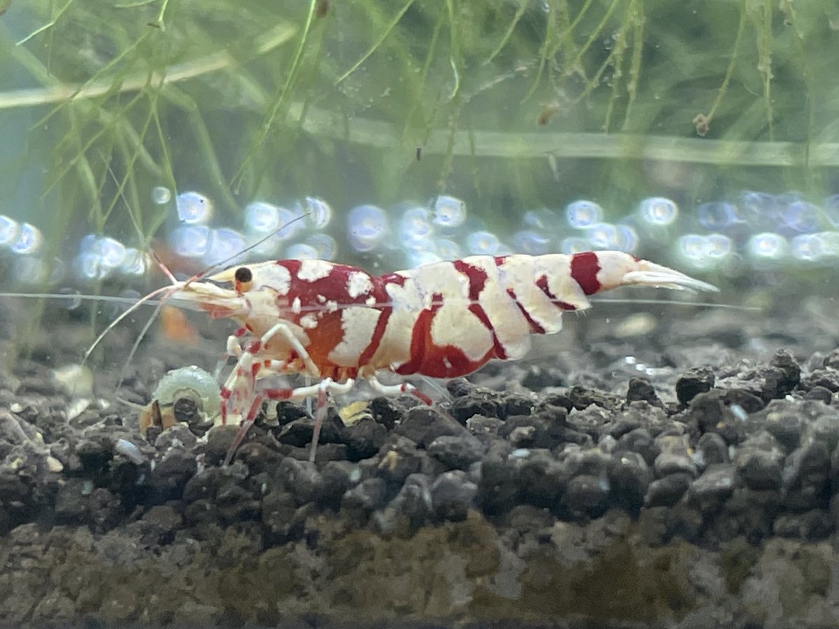 evisuke0's tweet image. それなりに完成してきたので
お部屋紹介

60R12本🦐
45R11本🦐
45C2本🦐

パルダケージ1本🐸
自作草ケージ1本🌱

湿度60〜75
温度 24.5°C

皆様のお陰で楽しく趣味やらせて頂いております🙇‍♂️
新しくの方も、いつもお世話になっている方もこれからもよろしくお願いします🥺