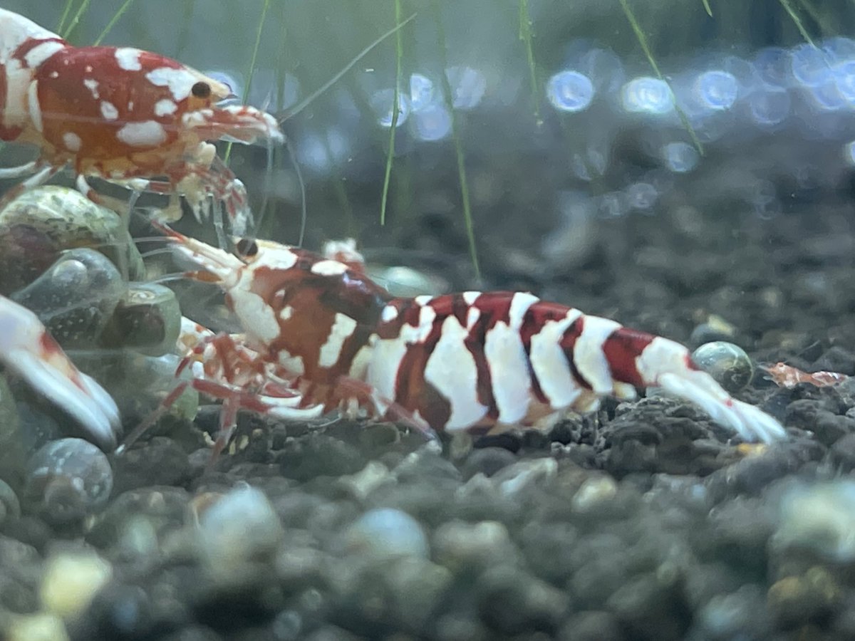 evisuke0's tweet image. それなりに完成してきたので
お部屋紹介

60R12本🦐
45R11本🦐
45C2本🦐

パルダケージ1本🐸
自作草ケージ1本🌱

湿度60〜75
温度 24.5°C

皆様のお陰で楽しく趣味やらせて頂いております🙇‍♂️
新しくの方も、いつもお世話になっている方もこれからもよろしくお願いします🥺