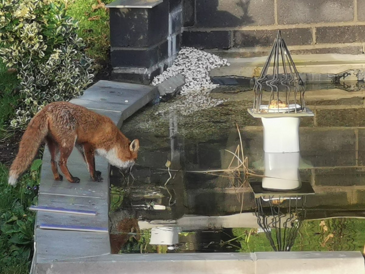 derekm444's tweet image. I had a visitor to my New pond! The #birdtable, beyond reach, is tempting. I'm looking forward to seeing my friend again. #fox #nature #photography #pond #gardening #photograph #wildlifephotography