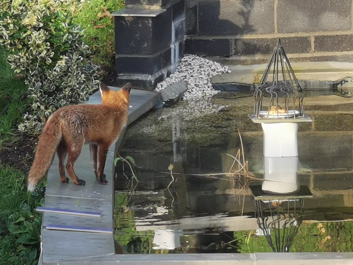 derekm444's tweet image. I had a visitor to my New pond! The #birdtable, beyond reach, is tempting. I'm looking forward to seeing my friend again. #fox #nature #photography #pond #gardening #photograph #wildlifephotography